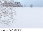 Ветки дерева на фоне снежного зимнего поля. Стоковое фото, фотограф Виталий Веревкин / Фотобанк Лори