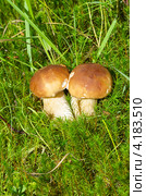 Белые грибы или боровики (Boletus edulis) Стоковое фото, фотограф Елена Коромыслова / Фотобанк Лори