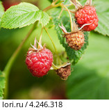 Ягоды малины (Rubus) на ветке. Стоковое фото, фотограф Охотникова Екатерина *Фототуристы* / Фотобанк Лори