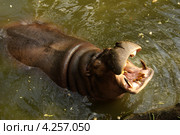 Бегемот разинул рот в зоопарке Khao Kheow Open Zoo, Таиланд (2013 год). Стоковое фото, фотограф Natalia Sidorova / Фотобанк Лори