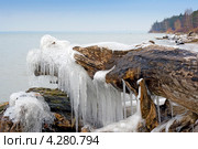 Берег Обского моря.Начало зимы. Оледеневшие коряги. Стоковое фото, фотограф Евгений Мухортов / Фотобанк Лори