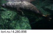 Морской котик под водой. Стоковое видео, видеограф Михаил Коханчиков / Фотобанк Лори