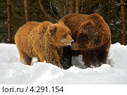 Бурые медведи. Стоковое фото, фотограф Эдуард Кислинский / Фотобанк Лори