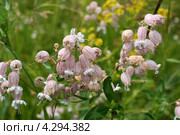 Смолёвка обыкновенная, соцветия (Oberna behen (L.) Ikonn., Silene latifolia (Mill.) ) Стоковое фото, фотограф Щеголева Ольга / Фотобанк Лори