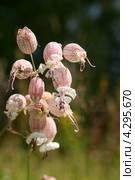 Смолёвка хлопушка, соцветия (Oberna behen (L.) Ikonn., Silene latifolia (Mill.) ) Стоковое фото, фотограф Щеголева Ольга / Фотобанк Лори