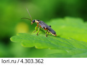 Жук-пожарник (Cantharis rustica) Стоковое фото, фотограф Елена Коромыслова / Фотобанк Лори