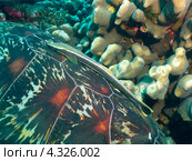 Рыба-прилипала на панцире морской черепахи. Стоковое фото, фотограф Сергей Дубров / Фотобанк Лори