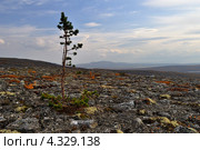 Одинокая сосна на камнях. Стоковое фото, фотограф MerSavets / Фотобанк Лори