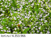 Вероника нитевидная (Veronica filiformis) Стоковое фото, фотограф Алёшина Оксана / Фотобанк Лори