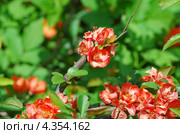 Хеномелес японский, или айва японская (Chaenomeles japonica) Стоковое фото, фотограф Алёшина Оксана / Фотобанк Лори