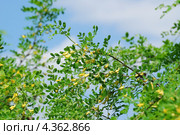 Карагана древовидная, или Жёлтая акация (Caragana arborescens) на фоне неба. Стоковое фото, фотограф Алёшина Оксана / Фотобанк Лори