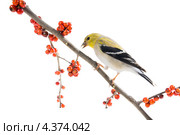 Самец Американского чижа (Carduelis tristis) в зимнем наряде на ветке с красными ягодами. Стоковое фото, фотограф Ирина Кожемякина / Фотобанк Лори