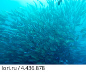 Шестиполосые каранксы в стае (Caranx sexfasciatus, Bigeye trevally) Стоковое фото, фотограф Сергей Дубров / Фотобанк Лори