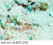 Пегас-дракон или морская моль (Little dragonfish, Short dragonfish, Pegasus Sea Moth, Eurypegasus draconis) имеет маскирующую раскраску, делающую его незаметным на морском дне. Стоковое фото, фотограф Сергей Дубров / Фотобанк Лори