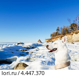 Белая Хаска на фоне зимнего пляжа. Стоковое фото, фотограф Игорь Соколов / Фотобанк Лори