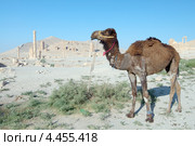 Одногорбый верблюд (Camelus dromedarius) на фоне руин античного города Пальмира, Сирия (2008 год). Стоковое фото, фотограф Некрасов Андрей / Фотобанк Лори