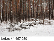 Зимний лес. Стоковое фото, фотограф Юлия Машкова / Фотобанк Лори