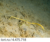 Длиннорылая морская игла(Trachyrhamphus longirostris, Straightstick pipefish) Стоковое фото, фотограф Сергей Дубров / Фотобанк Лори