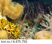 Игла-зебра краснохвостая или пальчатый дункерокамп (Doryrhamphus dactyliophorus, Ringed pipefish, Red tail banded pipe fish) Стоковое фото, фотограф Сергей Дубров / Фотобанк Лори