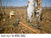 Березовый сок. Стоковое фото, фотограф Ольга Денисова / Фотобанк Лори