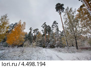 Первый снег в лесу. Стоковое фото, фотограф Julia Shepeleva / Фотобанк Лори