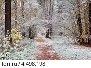 Первый снег в лесу. Стоковое фото, фотограф Julia Shepeleva / Фотобанк Лори