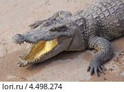 Гребнистый крокодил. Стоковое фото, фотограф Ready-made / Фотобанк Лори