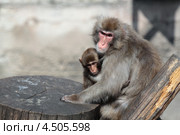 Японская макака с детенышем (Macaca fuscata) Стоковое фото, фотограф Игорь Долгов / Фотобанк Лори