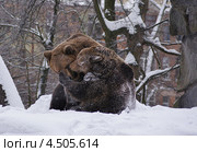 Калининградский зоопарк. Медвежьи нежности. Стоковое фото, фотограф Dmitry29 / Фотобанк Лори