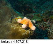 Морская звезда зернистый хориастер (Choriaster granulatus, Granulated sea star) на коралле. Стоковое фото, фотограф Сергей Дубров / Фотобанк Лори