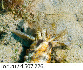 Пятнистый морской огурец (Synapta maculata, Spotted worm sea cucumber) с растопыренными щупальцами. Стоковое фото, фотограф Сергей Дубров / Фотобанк Лори