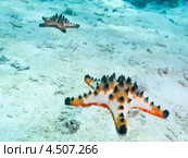 Шоколадные рогатые звезды (Protoreaster nodosus, Chocolate chip sea star, Horned Sea Star) на морском дне. Стоковое фото, фотограф Сергей Дубров / Фотобанк Лори