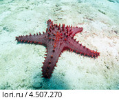 Морская звезда пентацерастер куминги (Panamic Cushion Sea Star, Cuming's Sea Star, Pentaceraster cumingi) на песчаном дне. Стоковое фото, фотограф Сергей Дубров / Фотобанк Лори