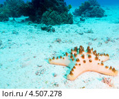 Звезда шоколадная рогатая (Protoreaster nodosus, Chocolate chip sea star, Horned Sea Star) крупным планом. Стоковое фото, фотограф Сергей Дубров / Фотобанк Лори