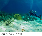 Дайверы проплывают над дном с кораллами и морской звездой. Стоковое фото, фотограф Сергей Дубров / Фотобанк Лори