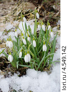 Подснежник Воронова (Galanthus woronowii) Стоковое фото, фотограф Елена Коромыслова / Фотобанк Лори