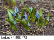 Сцилла двулистная Таурика (Scilla difolia L.) Стоковое фото, фотограф Елена Коромыслова / Фотобанк Лори