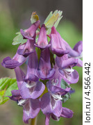 Хохлатка Галлера, или хохлатка плотная (Corydalis halleri, Corydalis solida ) Стоковое фото, фотограф Елена Коромыслова / Фотобанк Лори