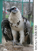 Хищная птица бородач (Gypaetus barbatus, bearded vulture) Стоковое фото, фотограф Щеголева Ольга / Фотобанк Лори