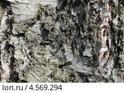 Фактура коры березы бумажной (Betula papyrifera) Стоковое фото, фотограф Наташа Антонова / Фотобанк Лори