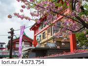Цветущая сакура на территории храма Sensoji в городе Токио. Япония (2013 год). Редакционное фото, фотограф Кекяляйнен Андрей / Фотобанк Лори