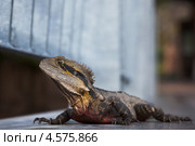 Pogona vitticeps или Австралийская бородатая агама в ботаническом саду Брисбена (Австралия) Стоковое фото, фотограф Nadya Pyastolova / Фотобанк Лори