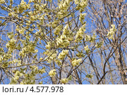 Распустившаяся ива козья (Salix caprea) Стоковое фото, фотограф Алёшина Оксана / Фотобанк Лори