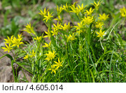 Гусиный лук желтый или Гагея желтая (Gagea lutea) Стоковое фото, фотограф Елена Коромыслова / Фотобанк Лори