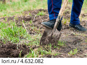 Мужчина копает землю лопатой на дачном участке. Стоковое фото, фотограф Игорь Низов / Фотобанк Лори