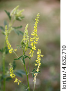 Донник лекарственный (Melilotus officinalis) Стоковое фото, фотограф Светлана Зотеева / Фотобанк Лори