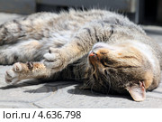 Кот нежится на солнышке. Стоковое фото, фотограф Александр Тарасенков / Фотобанк Лори