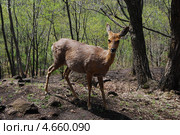 Самка косули сибирской (Capreolus pigargus) Стоковое фото, фотограф syngach / Фотобанк Лори