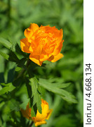 Купальница (Trollius) Стоковое фото, фотограф Елена Коромыслова / Фотобанк Лори