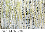 Березовый лес ранним утром. Стоковое фото, фотограф Григорьев Владимир / Фотобанк Лори
